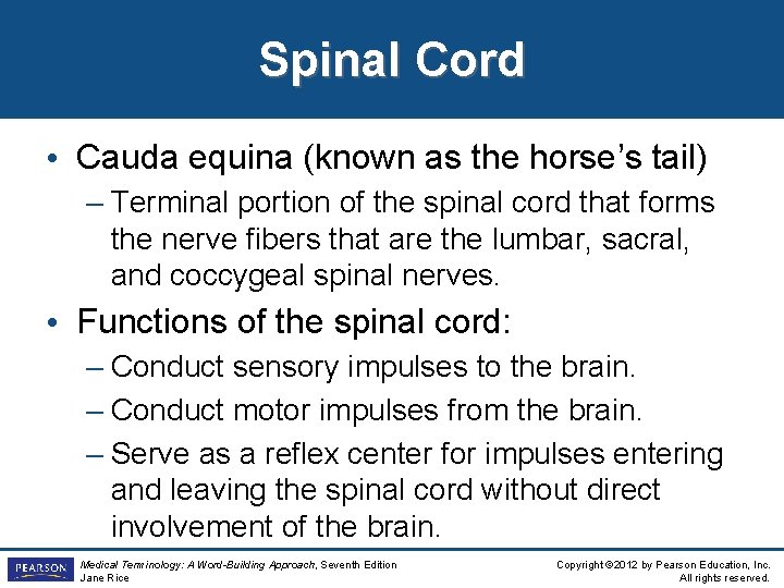 Spinal Cord • Cauda equina (known as the horse’s tail) – Terminal portion of Spinal Cord • Cauda equina (known as the horse’s tail) – Terminal portion of