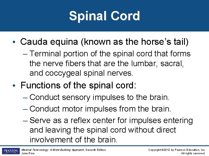 Spinal Cord • Cauda equina (known as the horse’s tail) – Terminal portion of