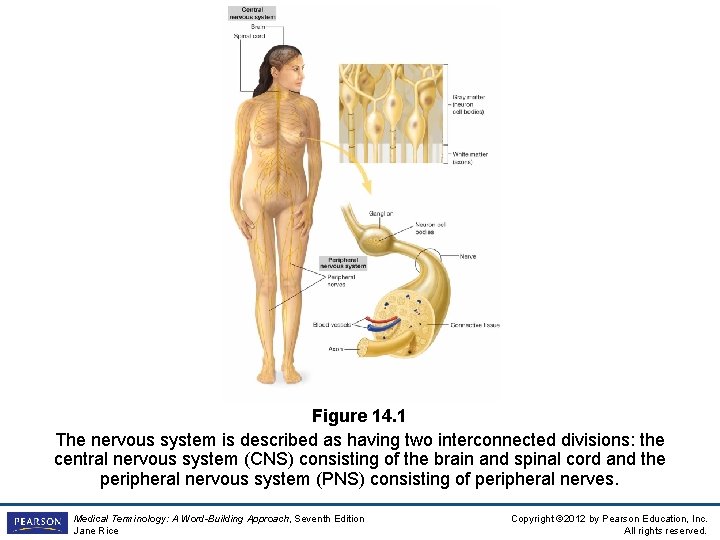 Figure 14. 1 The nervous system is described as having two interconnected divisions: the