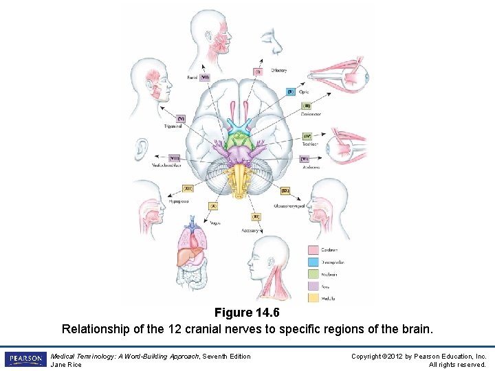 Figure 14. 6 Relationship of the 12 cranial nerves to specific regions of the Figure 14. 6 Relationship of the 12 cranial nerves to specific regions of the