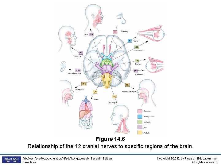 Figure 14. 6 Relationship of the 12 cranial nerves to specific regions of the