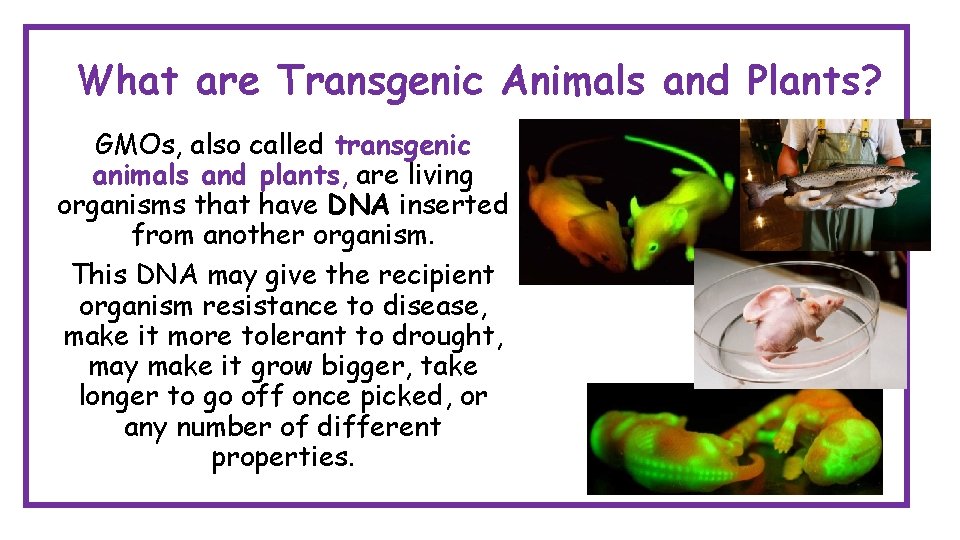 What are Transgenic Animals and Plants? GMOs, also called transgenic animals and plants, are What are Transgenic Animals and Plants? GMOs, also called transgenic animals and plants, are