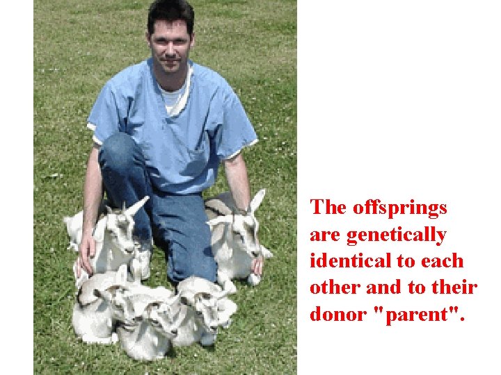 The offsprings are genetically identical to each other and to their donor "parent". 