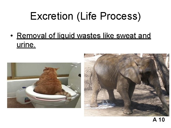 Excretion (Life Process) • Removal of liquid wastes like sweat and urine. A 10