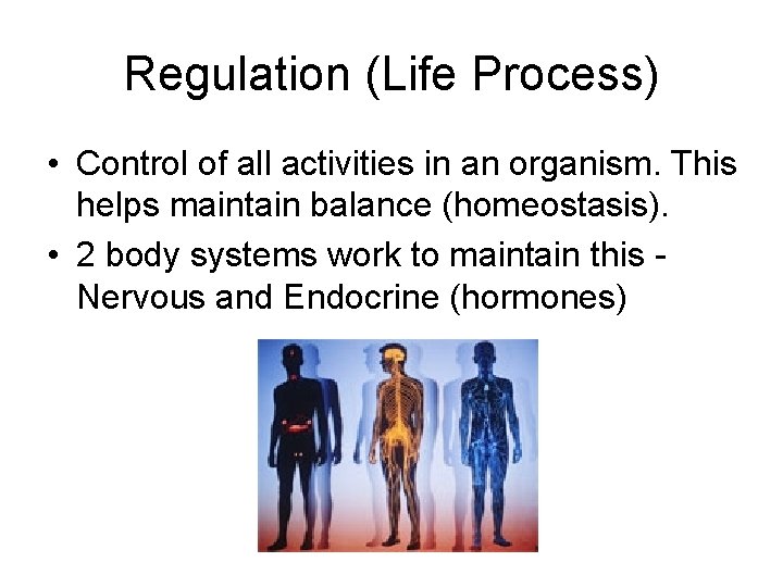 Regulation (Life Process) • Control of all activities in an organism. This helps maintain