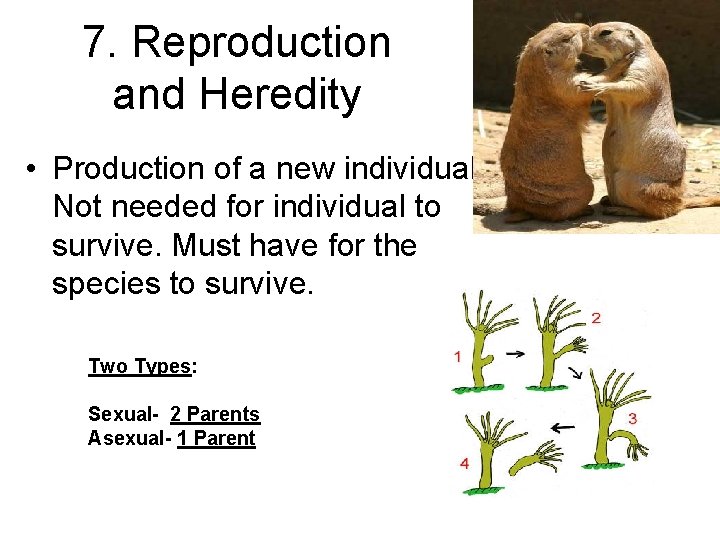 7. Reproduction and Heredity • Production of a new individual. Not needed for individual