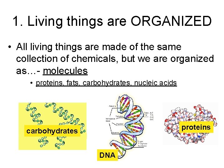 1. Living things are ORGANIZED • All living things are made of the same