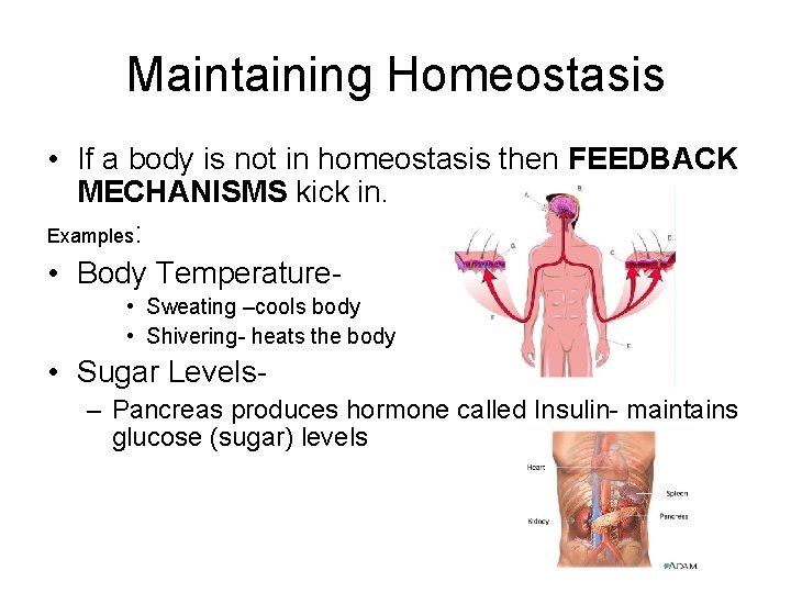 Maintaining Homeostasis • If a body is not in homeostasis then FEEDBACK MECHANISMS kick
