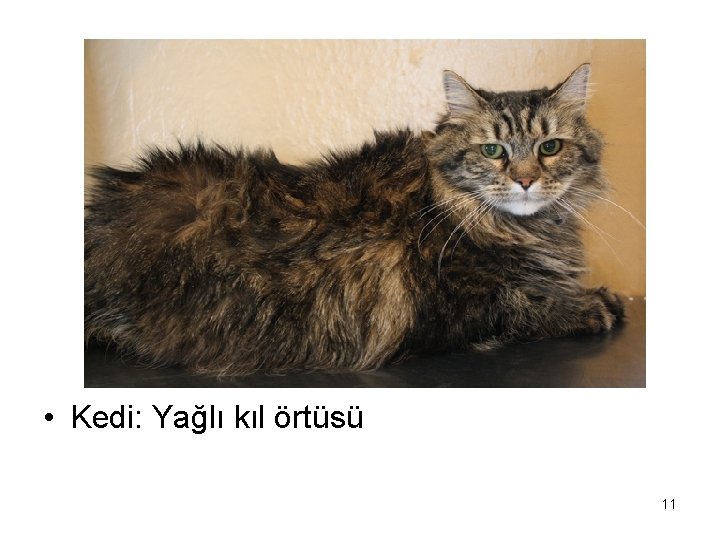  • Kedi: Yağlı kıl örtüsü 11 