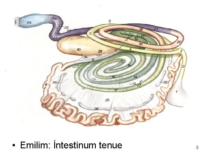  • Emilim: İntestinum tenue 3 