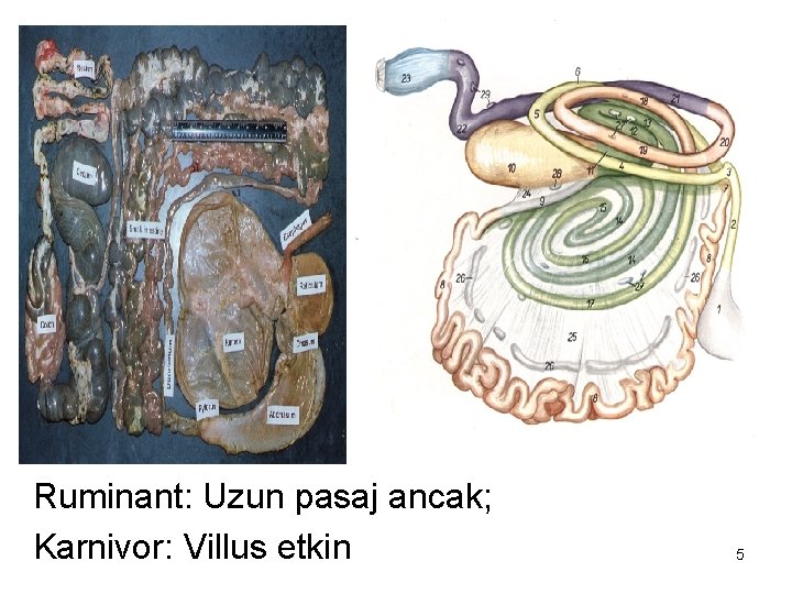 Ruminant: Uzun pasaj ancak; Karnivor: Villus etkin 5 