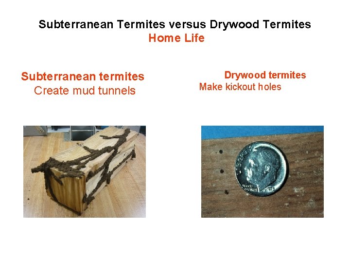 Subterranean Termites versus Drywood Termites Home Life Subterranean termites Create mud tunnels Drywood termites