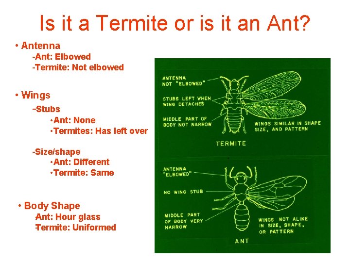 Is it a Termite or is it an Ant? • Antenna Ant: Elbowed Termite: