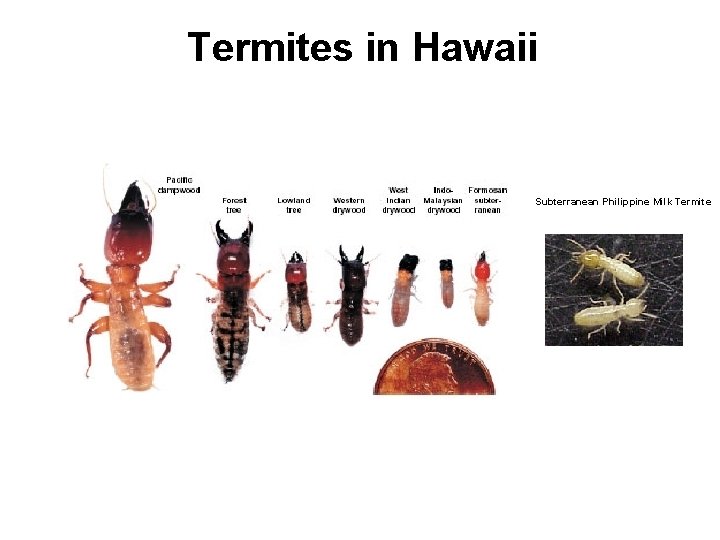 Termites in Hawaii Subterranean Philippine Milk Termite 