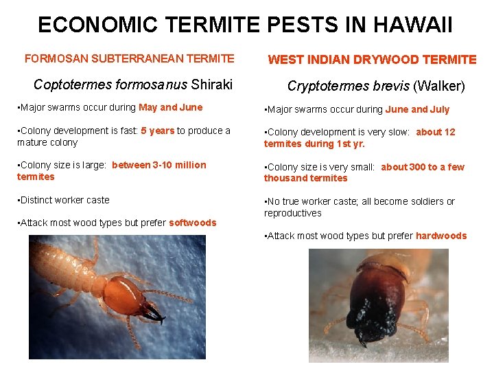 ECONOMIC TERMITE PESTS IN HAWAII FORMOSAN SUBTERRANEAN TERMITE Coptotermes formosanus Shiraki WEST INDIAN DRYWOOD