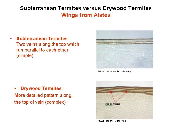 Subterranean Termites versus Drywood Termites Wings from Alates • Subterranean Termites Two veins along
