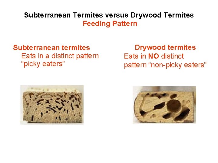 Subterranean Termites versus Drywood Termites Feeding Pattern Subterranean termites Eats in a distinct pattern