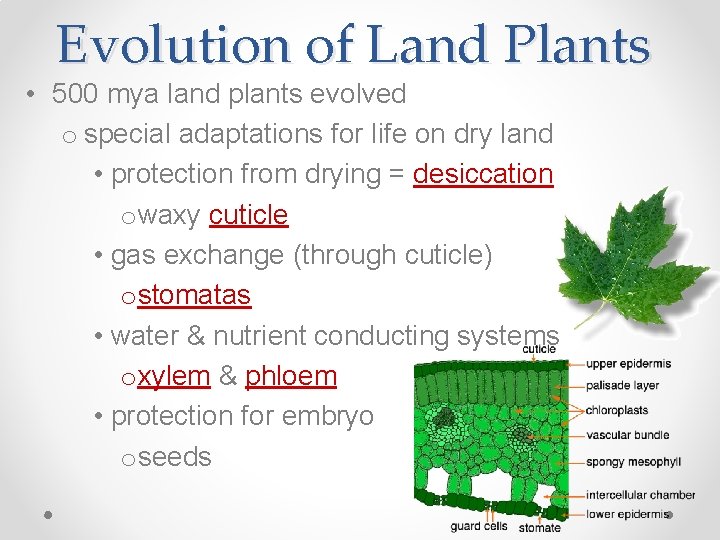 Evolution of Land Plants • 500 mya land plants evolved o special adaptations for