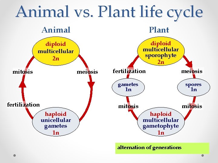 Animal vs. Plant life cycle Animal Plant diploid multicellular 2 n diploid multicellular sporophyte