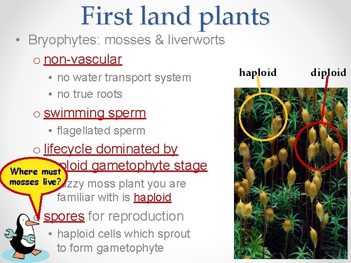 First land plants • Bryophytes: mosses & liverworts o non-vascular • no water transport