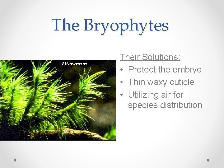The Bryophytes Their Solutions: • Protect the embryo • Thin waxy cuticle • Utilizing