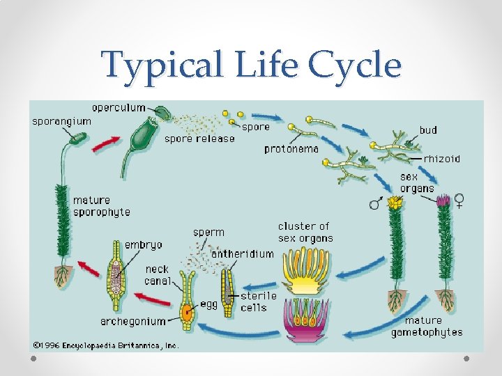 Typical Life Cycle 