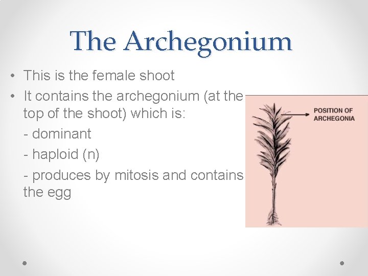 The Archegonium • This is the female shoot • It contains the archegonium (at