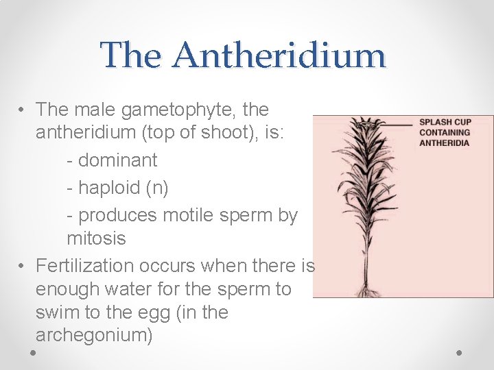 The Antheridium • The male gametophyte, the antheridium (top of shoot), is: - dominant