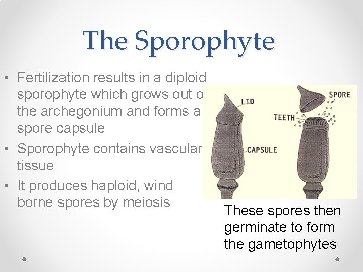 The Sporophyte • Fertilization results in a diploid sporophyte which grows out of the