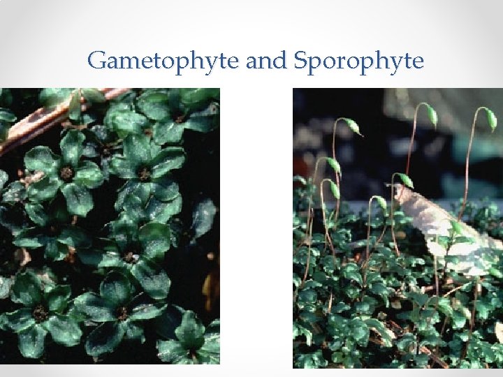 Gametophyte and Sporophyte 