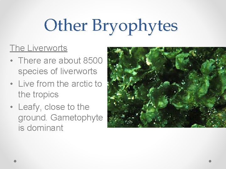 Other Bryophytes The Liverworts • There about 8500 species of liverworts • Live from