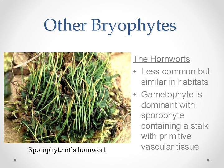 Other Bryophytes Sporophyte of a hornwort The Hornworts • Less common but similar in