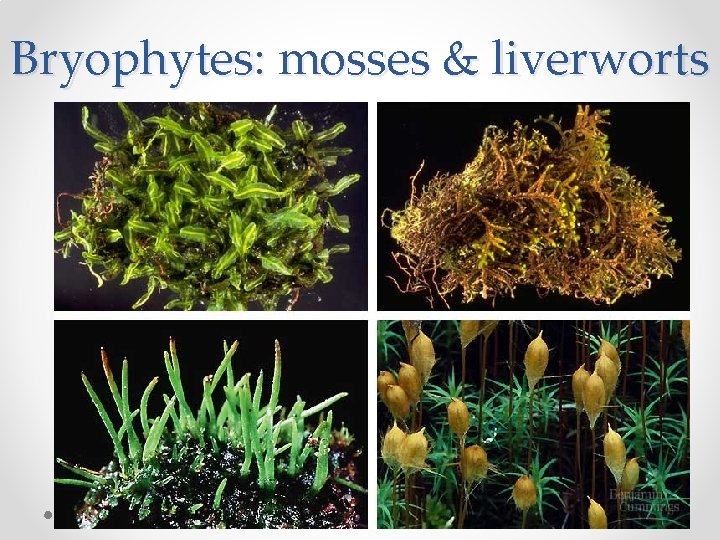 Bryophytes: mosses & liverworts 