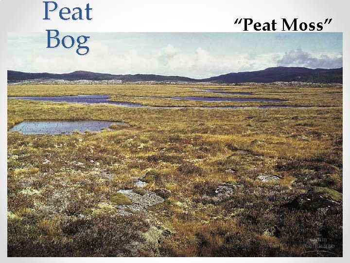 Peat Bog “Peat Moss” 