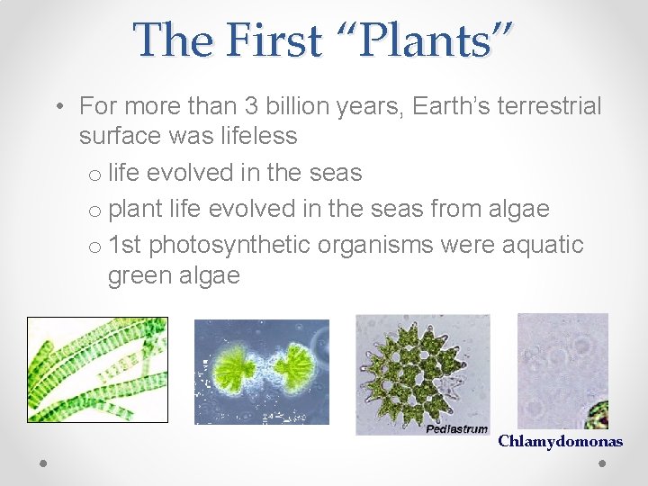 The First “Plants” • For more than 3 billion years, Earth’s terrestrial surface was