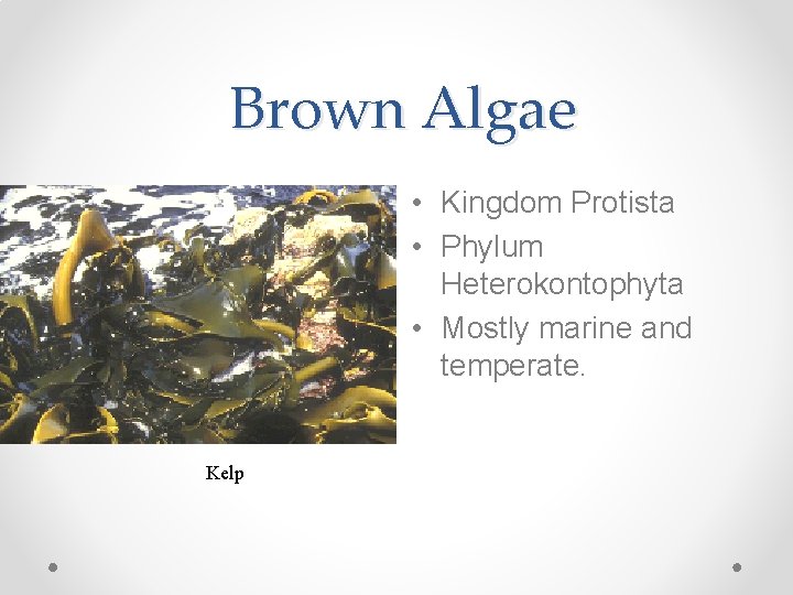 Brown Algae • Kingdom Protista • Phylum Heterokontophyta • Mostly marine and temperate. Kelp