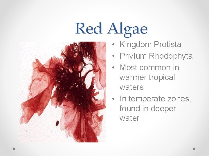 Red Algae • Kingdom Protista • Phylum Rhodophyta • Most common in warmer tropical