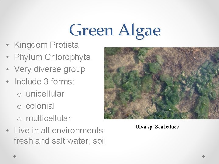  • • Green Algae Kingdom Protista Phylum Chlorophyta Very diverse group Include 3