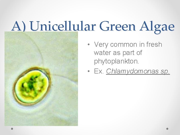 A) Unicellular Green Algae • Very common in fresh water as part of phytoplankton.