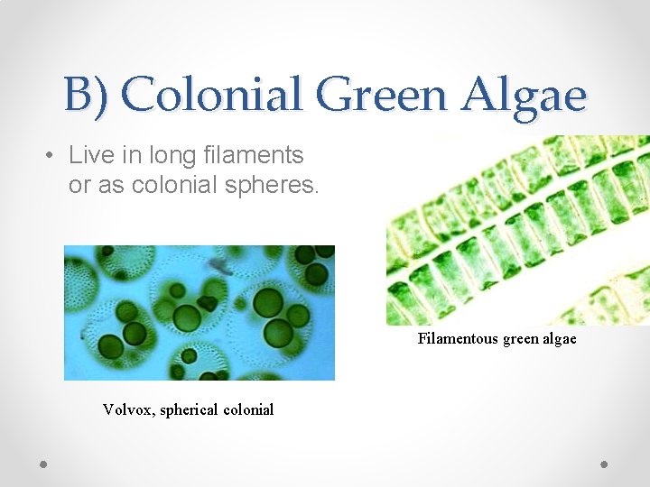 B) Colonial Green Algae • Live in long filaments or as colonial spheres. Filamentous