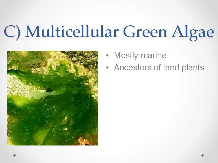 C) Multicellular Green Algae • Mostly marine. • Ancestors of land plants 