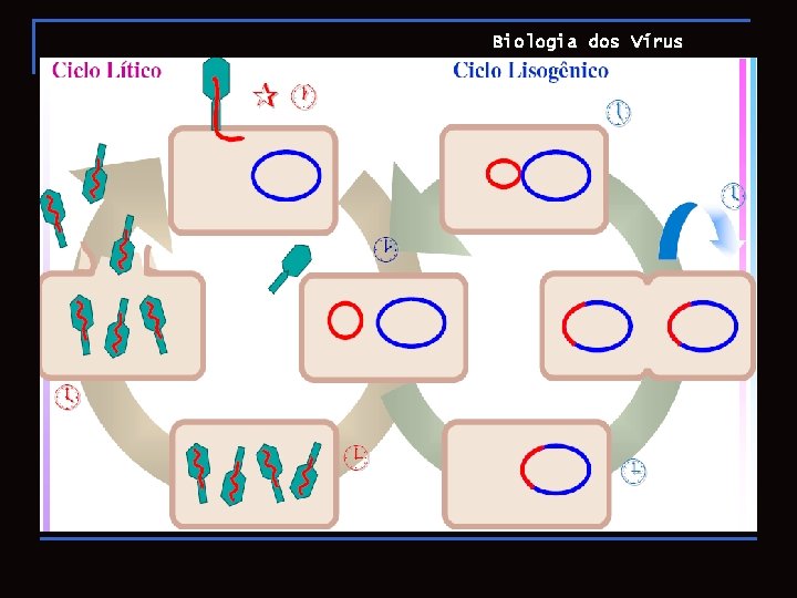 Biologia dos Vírus 