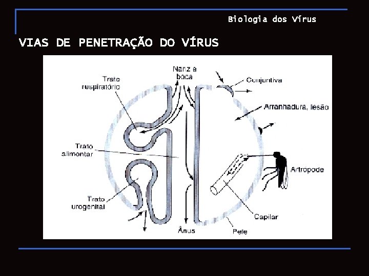 Biologia dos Vírus VIAS DE PENETRAÇÃO DO VÍRUS 