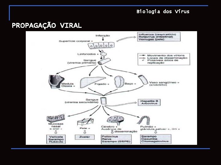 Biologia dos Vírus PROPAGAÇÃO VIRAL 