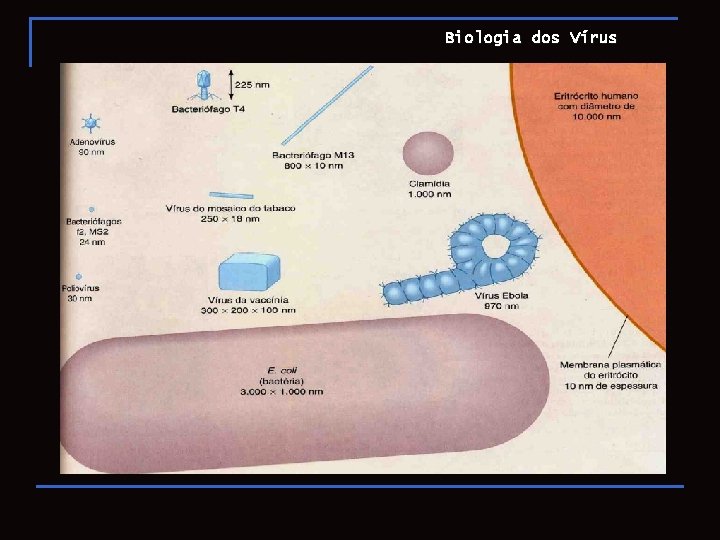 Biologia dos Vírus 