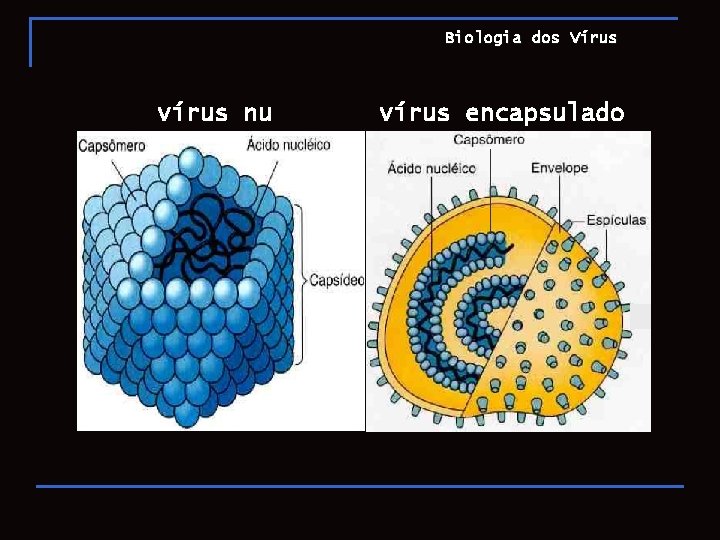 Biologia dos Vírus vírus nu vírus encapsulado 