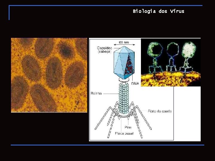 Biologia dos Vírus 