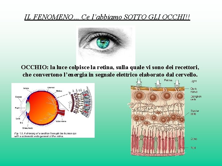 IL FENOMENO… Ce l’abbiamo SOTTO GLI OCCHI!! OCCHIO: la luce colpisce la retina, sulla