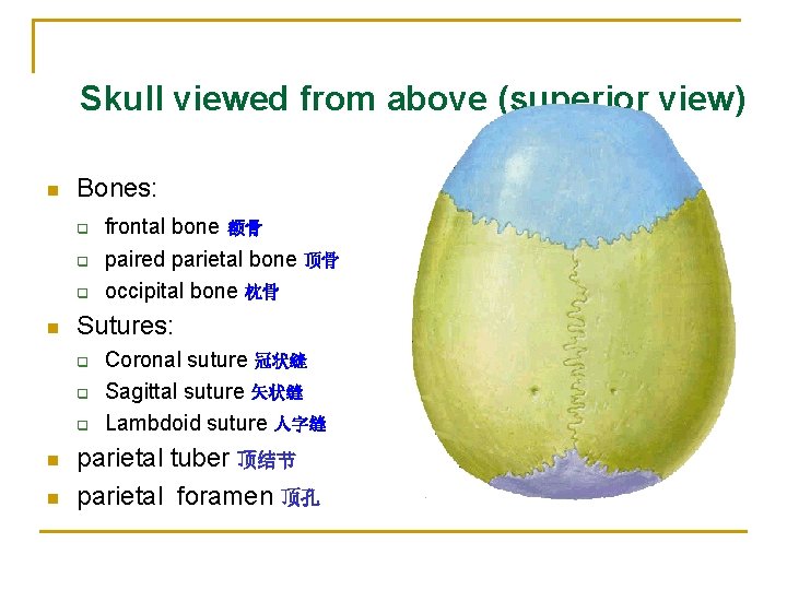 Skull viewed from above (superior view) n Bones: q q q n Sutures: q Skull viewed from above (superior view) n Bones: q q q n Sutures: q