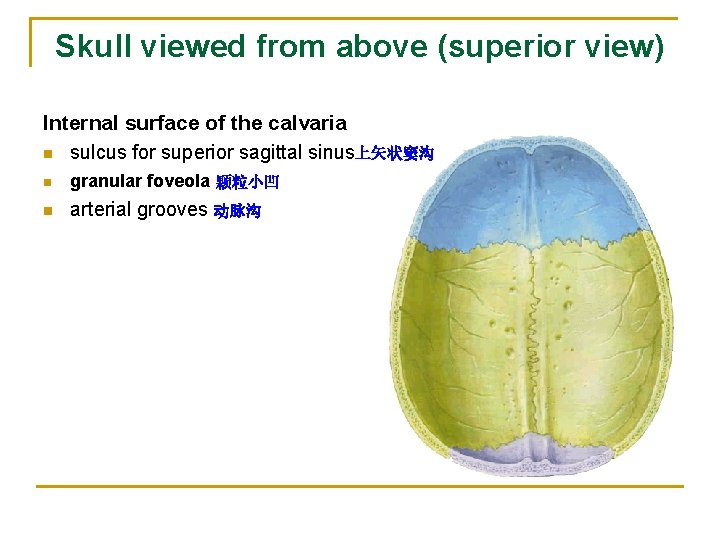 Skull viewed from above (superior view) Internal surface of the calvaria n sulcus for